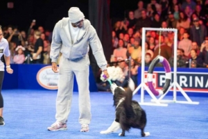 你還會這個！馬克西“率犬”進(jìn)行敏捷賽道挑戰(zhàn) 現(xiàn)場觀眾達(dá)15000名